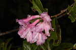 Chapman's rhododendron